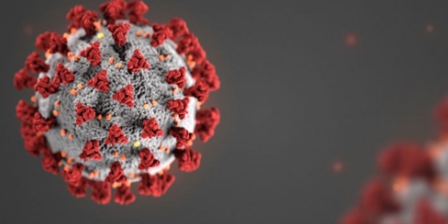 microscopic image of coronavirus
