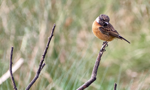 small bird on a branch in the middle of a field